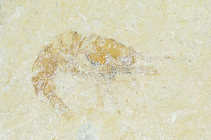 Cretaceous Fossil Shrimp - Lebanon #123937